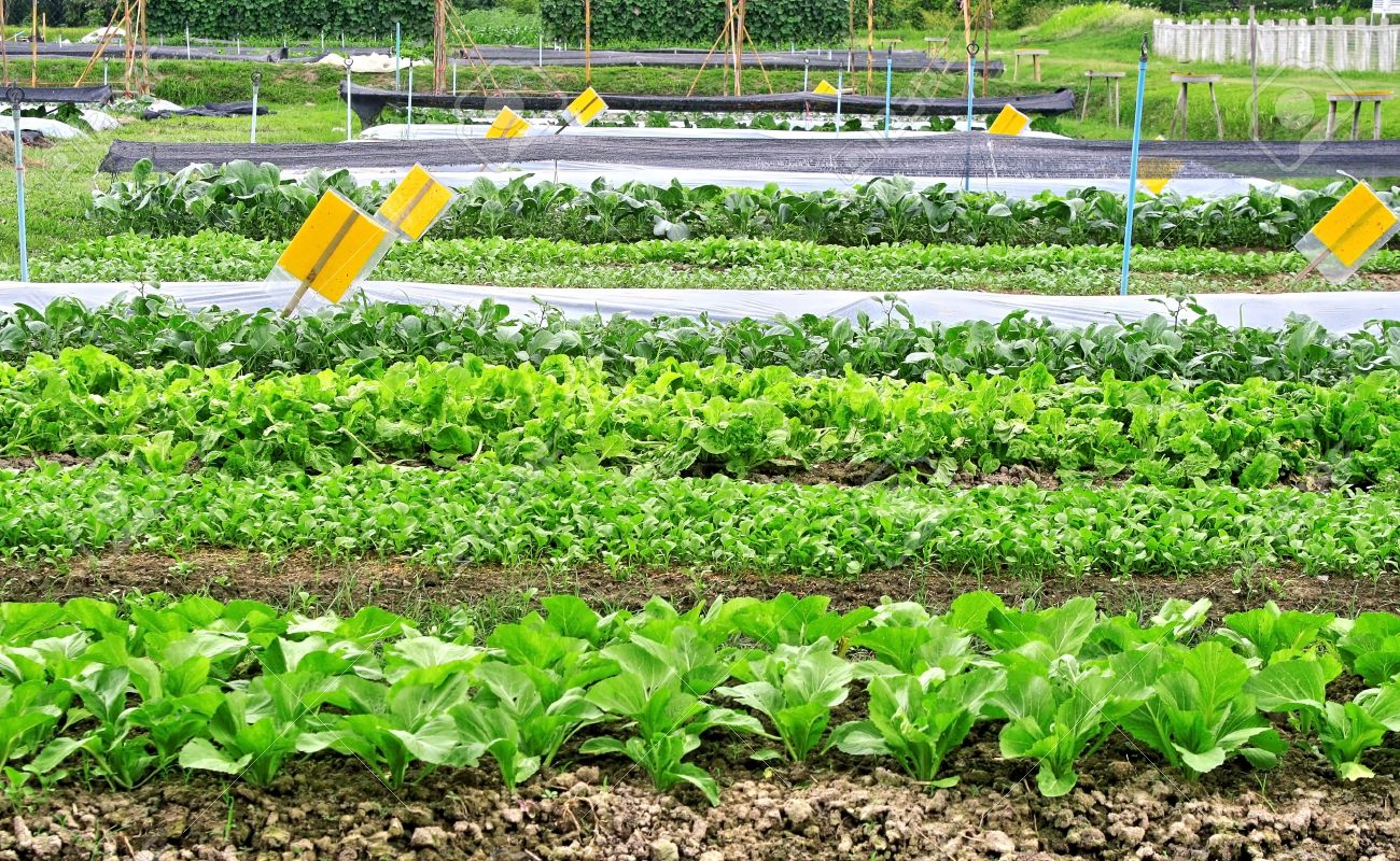 21267286-industria-agrícola-vegetal-que-crece-en-el-campo-y-la-película-de-plástico-acolchado